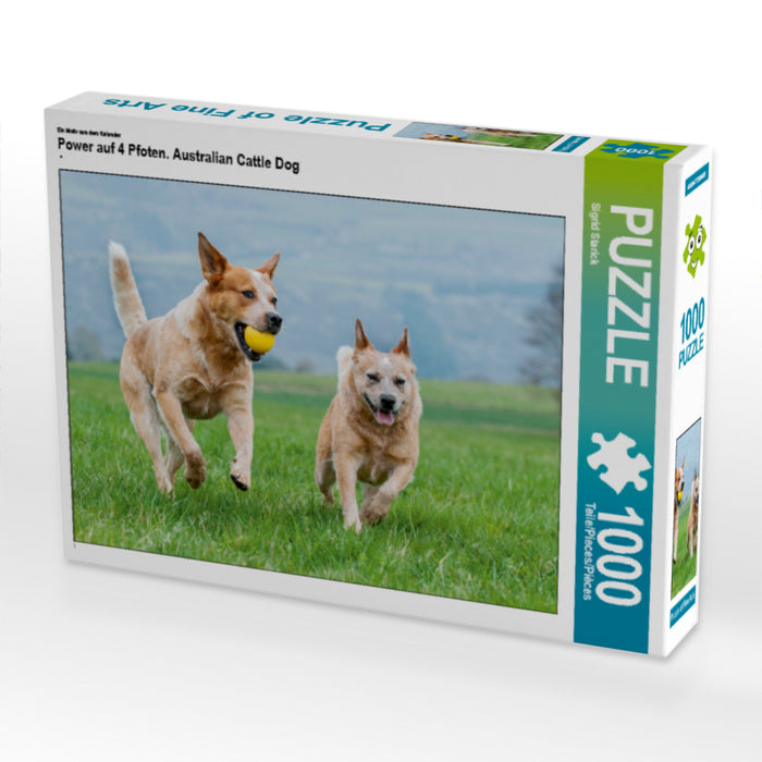 Power auf 4 Pfoten. Australian Cattle Dog - CALVENDO Foto-Puzzle - calvendoverlag 29.99