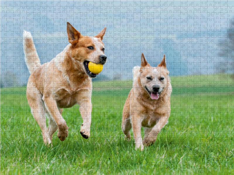 Power auf 4 Pfoten. Australian Cattle Dog - CALVENDO Foto-Puzzle - calvendoverlag 29.99