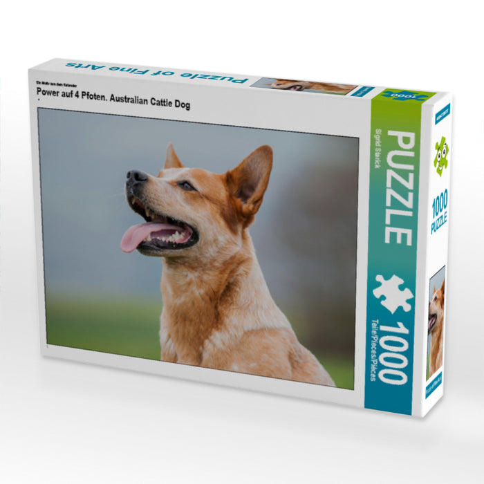 Power auf 4 Pfoten. Australian Cattle Dog - CALVENDO Foto-Puzzle - calvendoverlag 29.99