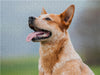 Power auf 4 Pfoten. Australian Cattle Dog - CALVENDO Foto-Puzzle - calvendoverlag 29.99