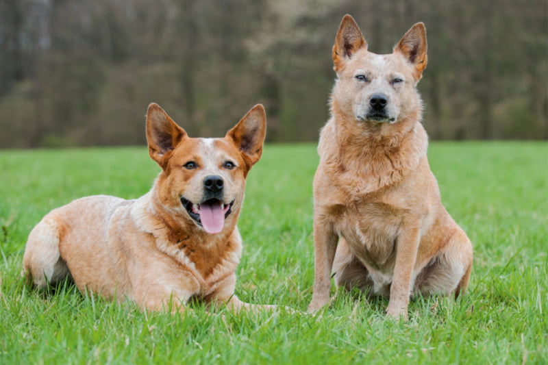 Premium Textil-Leinwand Premium Textil-Leinwand 120 cm x 80 cm quer Ein Motiv aus dem Kalender Power auf 4 Pfoten. Australian Cattle Dog