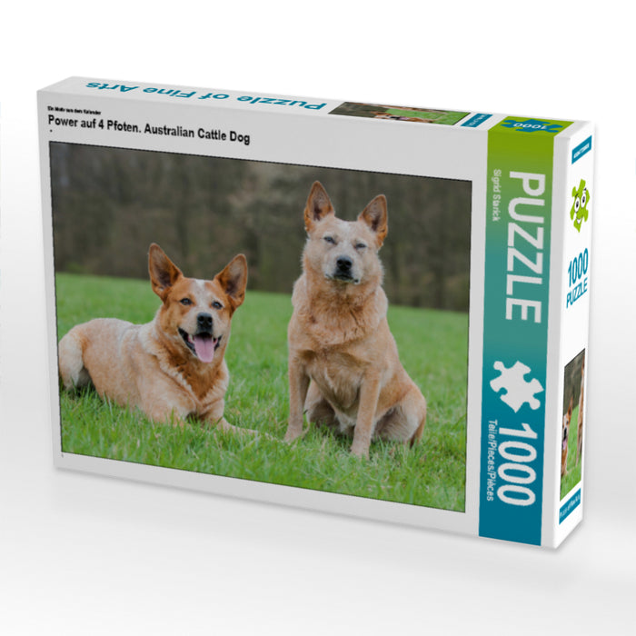 Power auf 4 Pfoten. Australian Cattle Dog - CALVENDO Foto-Puzzle - calvendoverlag 29.99