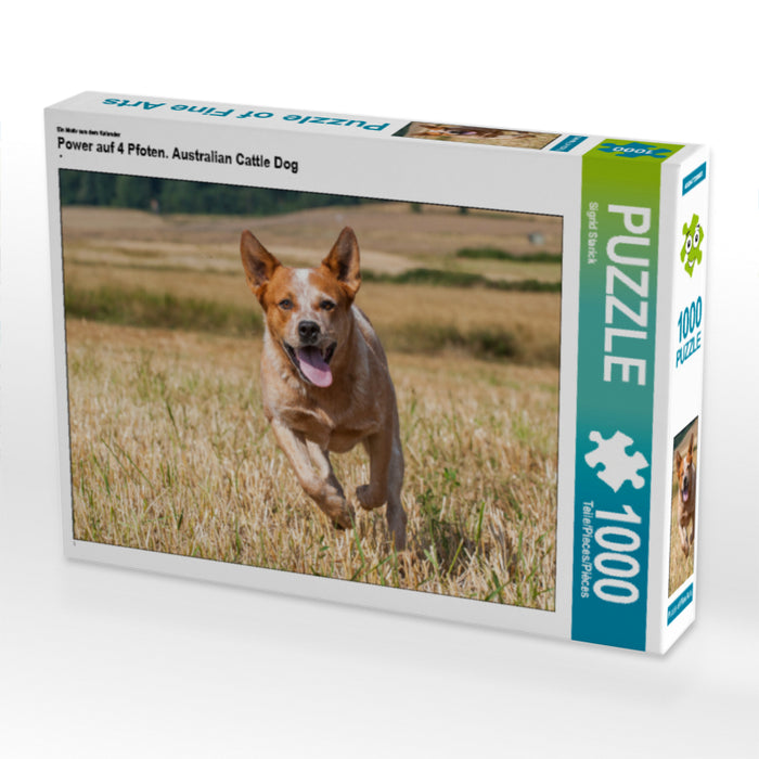 Power auf 4 Pfoten. Australian Cattle Dog - CALVENDO Foto-Puzzle - calvendoverlag 29.99