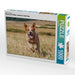 Power auf 4 Pfoten. Australian Cattle Dog - CALVENDO Foto-Puzzle - calvendoverlag 29.99