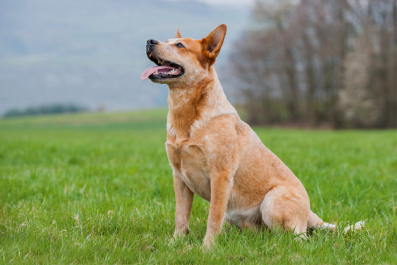 Premium Textil-Leinwand Premium Textil-Leinwand 120 cm x 80 cm quer Ein Motiv aus dem Kalender Power auf 4 Pfoten. Australian Cattle Dog