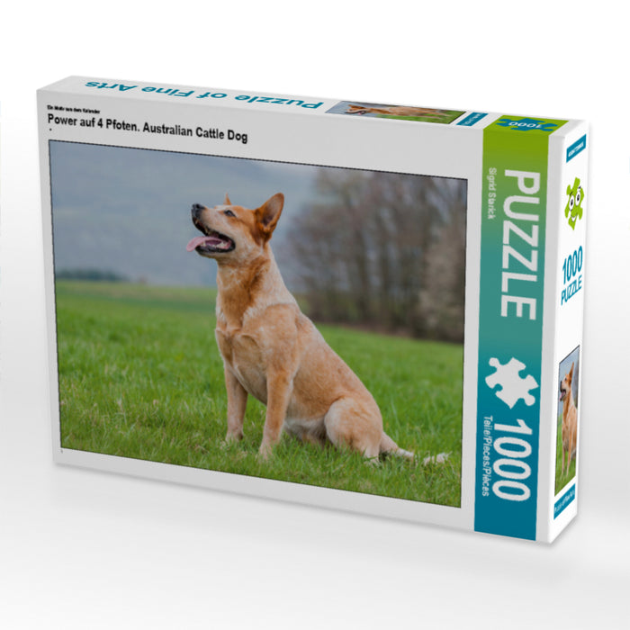 Power auf 4 Pfoten. Australian Cattle Dog - CALVENDO Foto-Puzzle - calvendoverlag 29.99