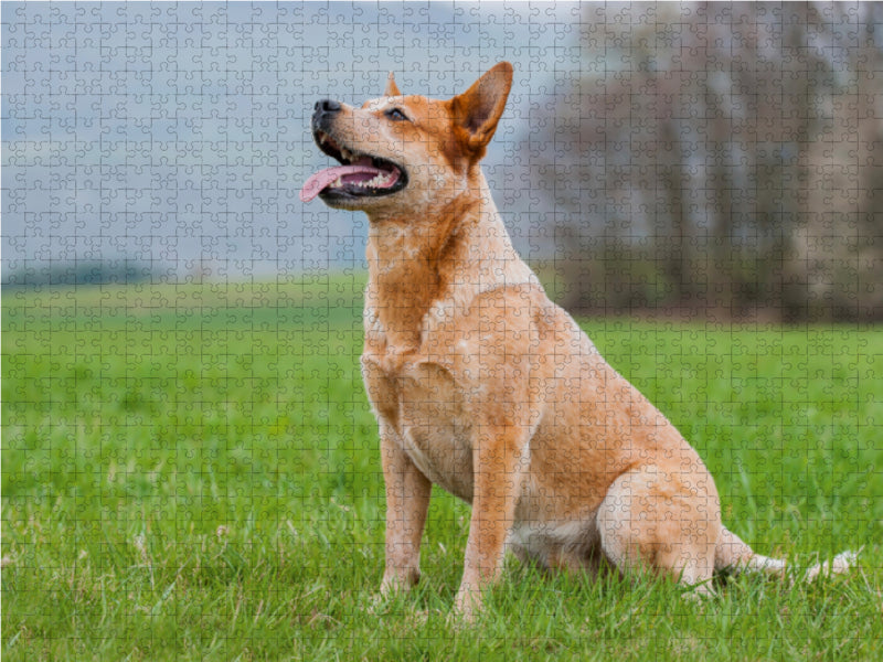 Power auf 4 Pfoten. Australian Cattle Dog - CALVENDO Foto-Puzzle - calvendoverlag 29.99