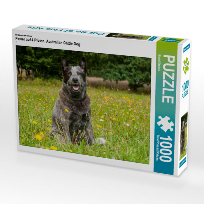 Power auf 4 Pfoten. Australian Cattle Dog - CALVENDO Foto-Puzzle - calvendoverlag 29.99