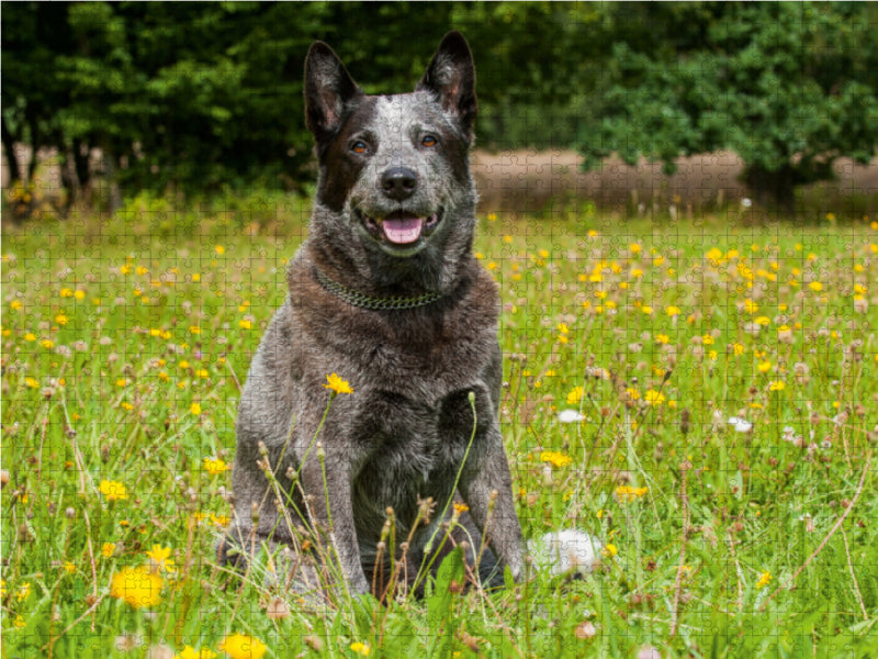 Power auf 4 Pfoten. Australian Cattle Dog - CALVENDO Foto-Puzzle - calvendoverlag 29.99