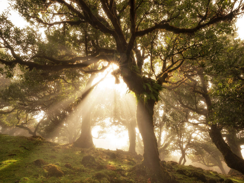 Fanal Fairy Forest - CALVENDO photo puzzle 
