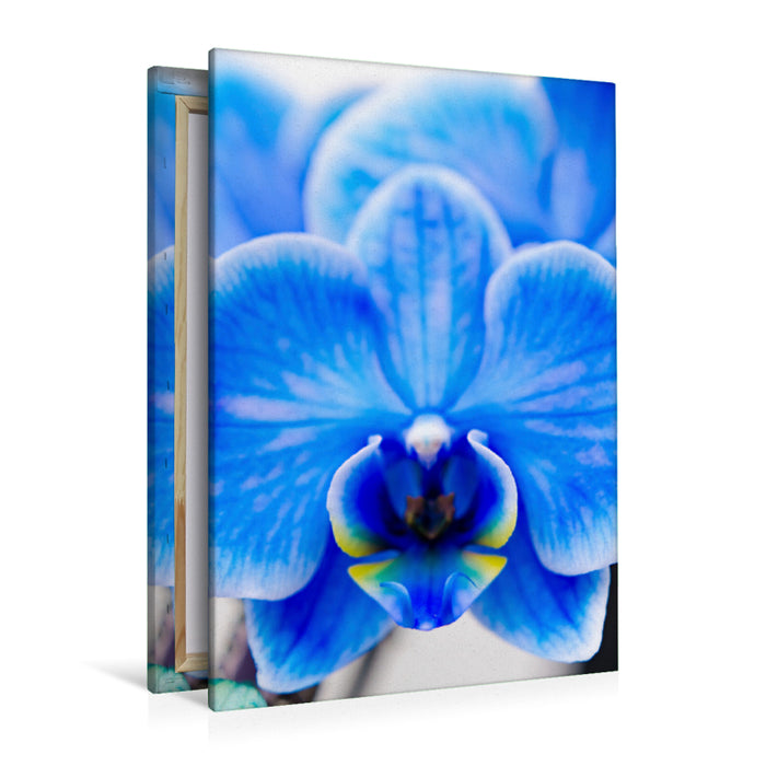 Premium Textil-Leinwand Premium Textil-Leinwand 80 cm x 120 cm  hoch Blau Phalaenopsis