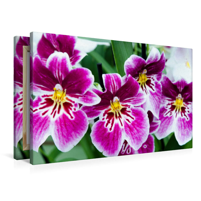 Premium Textil-Leinwand Premium Textil-Leinwand 90 cm x 60 cm quer Miltonia Orchideen