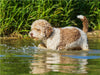 Lagotto Romagnolo - Ein Hund zum Verlieben - CALVENDO Foto-Puzzle - calvendoverlag 29.99