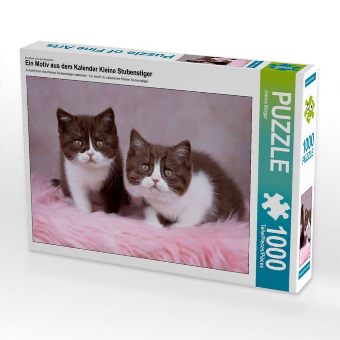 Petits chats domestiques - Puzzle photo CALVENDO 