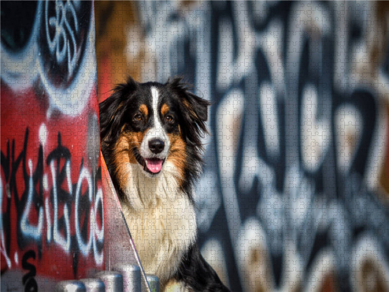 Portrait de berger d'Australie devant un mur de graffitis - Puzzle photo CALVENDO 
