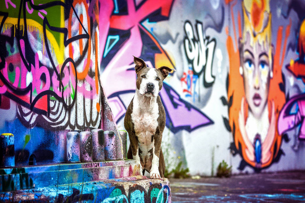 Premium Textil-Leinwand Premium Textil-Leinwand 120 cm x 80 cm quer American Staffordshire Terrier steht an einer Graffitiwand