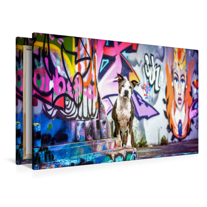 Premium Textil-Leinwand Premium Textil-Leinwand 120 cm x 80 cm quer American Staffordshire Terrier steht an einer Graffitiwand