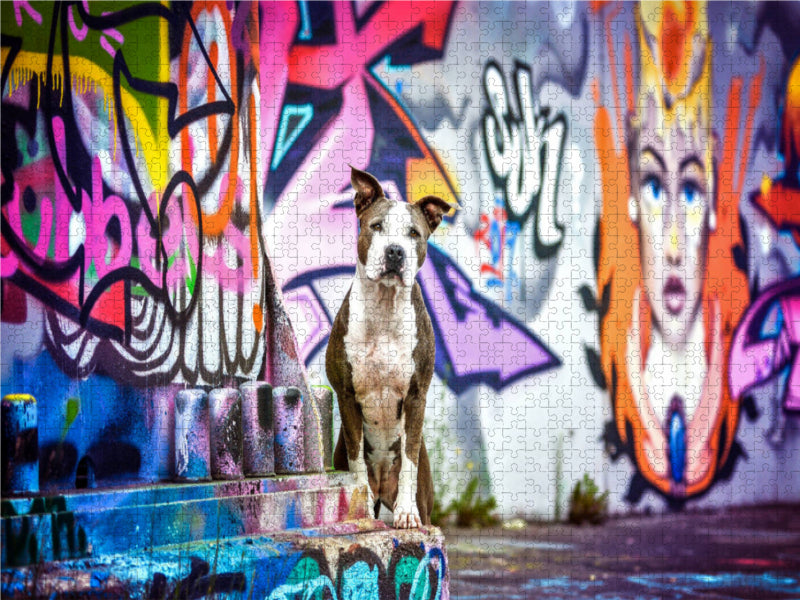 American Staffordshire Terrier steht an einer Graffitiwand - CALVENDO Foto-Puzzle
