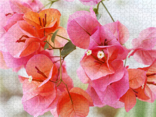 Bougainvillea - CALVENDO Foto-Puzzle - calvendoverlag 29.99