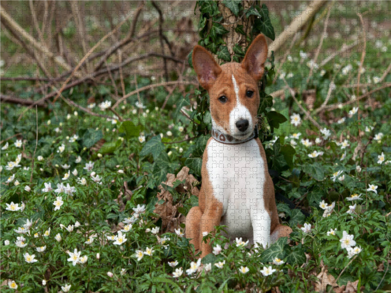 Merveilleux moment avec un chiot Basenji - Puzzle photo CALVENDO 