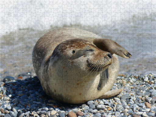 Robben Gruß von der Nordseeküste - CALVENDO Foto-Puzzle - calvendoverlag 39.99