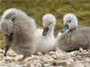 Niedliche Schwanenküken - CALVENDO Foto-Puzzle - calvendoverlag 29.99