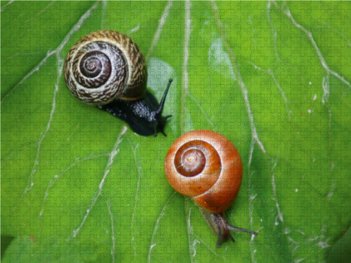 Schnecken Rennen - CALVENDO Foto-Puzzle - calvendoverlag 39.99