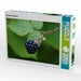 Brombeere (Rubus) - CALVENDO Foto-Puzzle - calvendoverlag 39.99