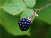 Brombeere (Rubus) - CALVENDO Foto-Puzzle - calvendoverlag 39.99