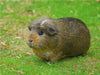 Wildfarbenes American Crested Meerschweinchen - CALVENDO Foto-Puzzle - calvendoverlag 39.99