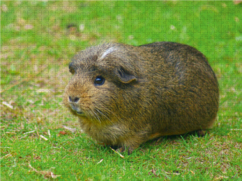 Wildfarbenes American Crested Meerschweinchen - CALVENDO Foto-Puzzle - calvendoverlag 39.99