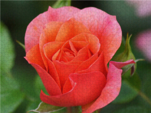 Blume der Liebe - CALVENDO Foto-Puzzle - calvendoverlag 39.99