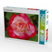 Rot weiße Rosenblüte - CALVENDO Foto-Puzzle - calvendoverlag 39.99