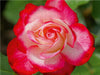 Rot weiße Rosenblüte - CALVENDO Foto-Puzzle - calvendoverlag 39.99