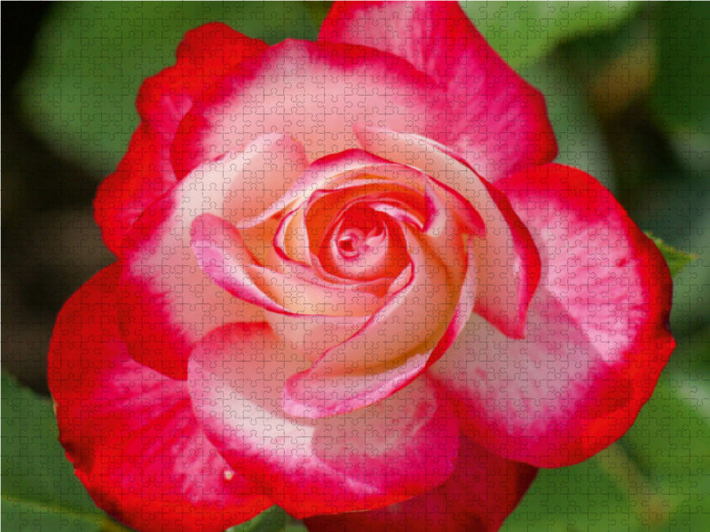 Rot weiße Rosenblüte - CALVENDO Foto-Puzzle - calvendoverlag 39.99