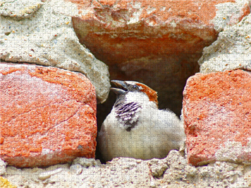 Haussperling in der Stadtmauer - CALVENDO Foto-Puzzle - calvendoverlag 39.99