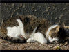 Schlafende Hauskatze - CALVENDO Foto-Puzzle - calvendoverlag 39.99