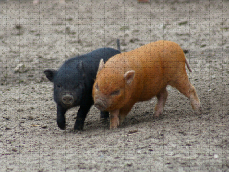 Spielende Minischwein Ferkel - CALVENDO Foto-Puzzle - calvendoverlag 29.99