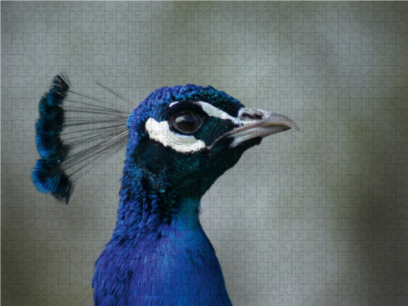 Blauer Pfau Portrait - CALVENDO Foto-Puzzle - calvendoverlag 39.99