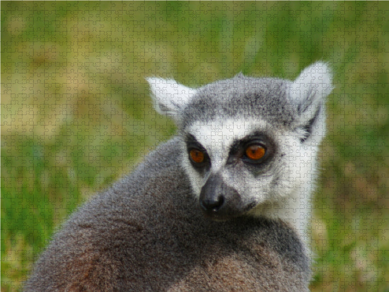 Katta auf Madagaskar - CALVENDO Foto-Puzzle - calvendoverlag 39.99