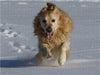 Golden Retriever im Schnee - CALVENDO Foto-Puzzle - calvendoverlag 39.99