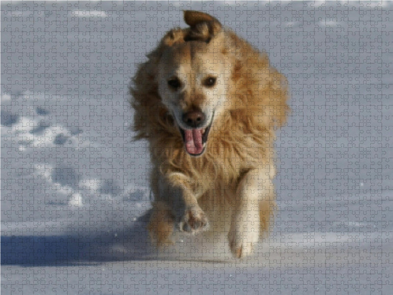 Golden Retriever im Schnee - CALVENDO Foto-Puzzle - calvendoverlag 39.99