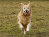 Golden Retriever in Aktion - CALVENDO Foto-Puzzle - calvendoverlag 39.99