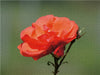 Rote Rosenblüte mit Knospe - CALVENDO Foto-Puzzle - calvendoverlag 39.99