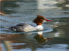 Gänsesäger (Mergus merganser) Weibchen - CALVENDO Foto-Puzzle - calvendoverlag 39.99