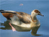 Nilgans (Alopochen aegyptiacus) - CALVENDO Foto-Puzzle - calvendoverlag 39.99