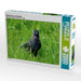 Dohle (Corvus monedula) - CALVENDO Foto-Puzzle - calvendoverlag 39.99