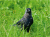 Dohle (Corvus monedula) - CALVENDO Foto-Puzzle - calvendoverlag 39.99