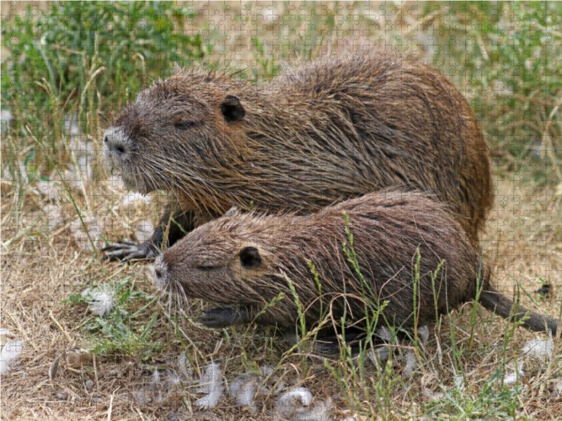 NUTRIA mit Nachwuchs - CALVENDO Foto-Puzzle - calvendoverlag 29.99