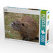 NUTRIA - CALVENDO Foto-Puzzle - calvendoverlag 29.99